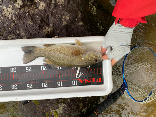 スモールマウスバスの釣果