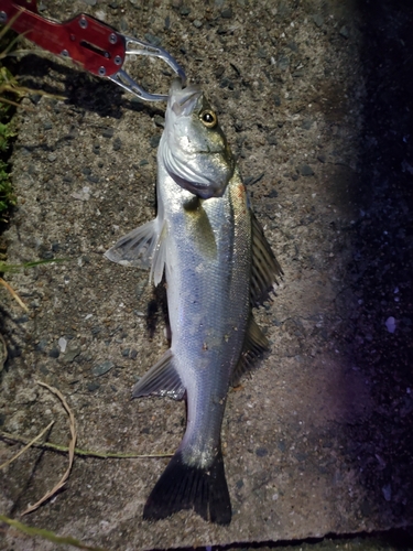 セイゴ（マルスズキ）の釣果