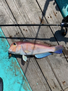 アマダイの釣果