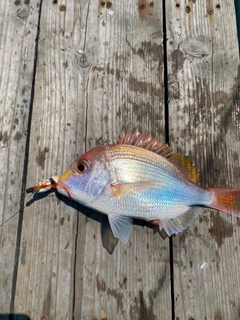 レンコダイの釣果