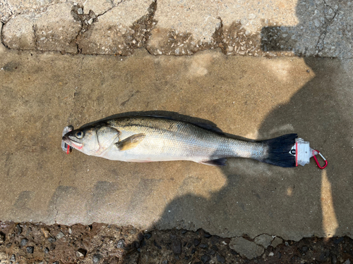 スズキの釣果