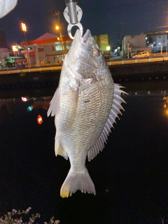 キビレの釣果