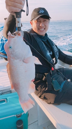 コブダイの釣果