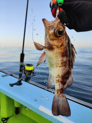 メバルの釣果