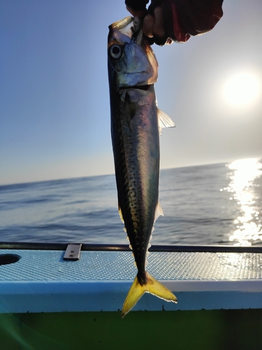 サバの釣果