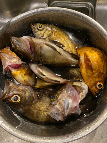 クロメバルの釣果