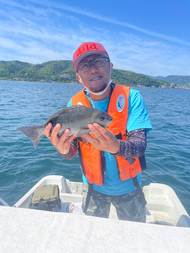 メジナの釣果