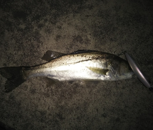 セイゴ（マルスズキ）の釣果