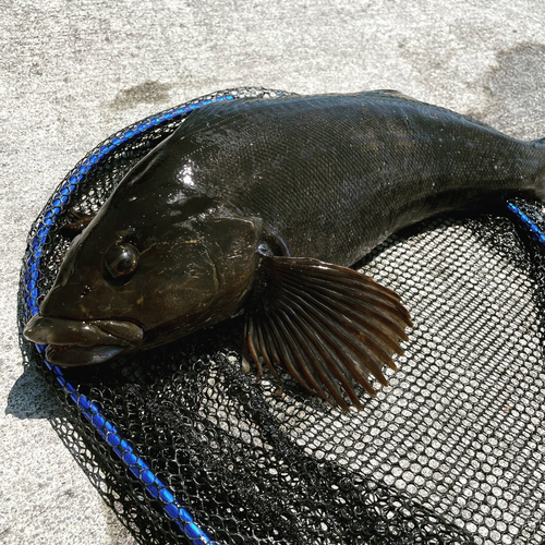 アイナメの釣果