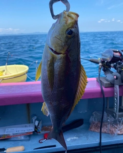 イサキの釣果