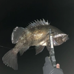 クロメバルの釣果