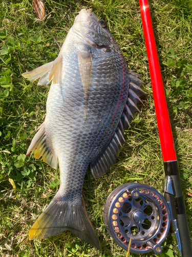 キビレの釣果