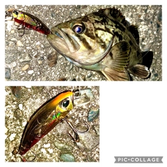 クロソイの釣果