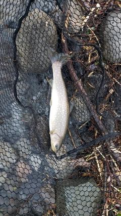 アメマスの釣果