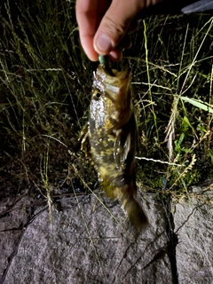 タケノコメバルの釣果