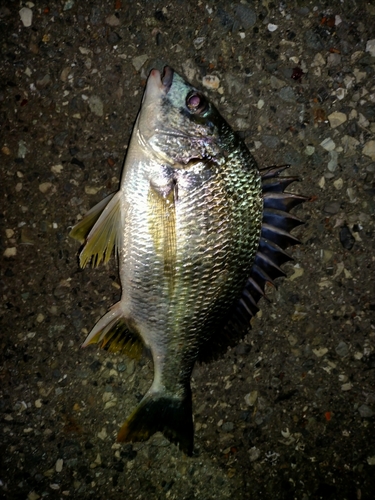 キビレの釣果