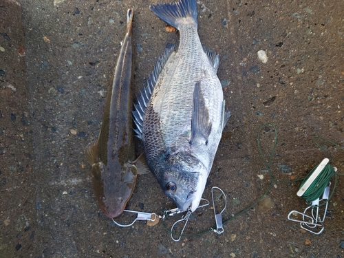 クロダイの釣果