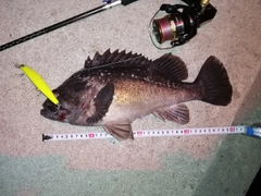クロソイの釣果