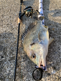 キビレの釣果