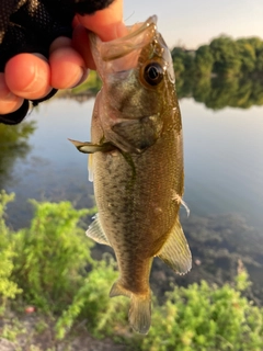 ラージマウスバスの釣果