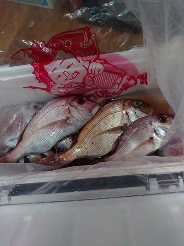 タイの釣果