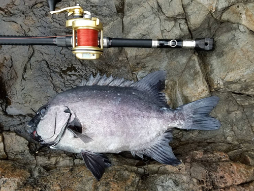 イシダイの釣果