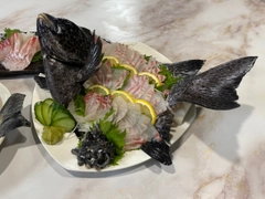 イシガキダイの釣果