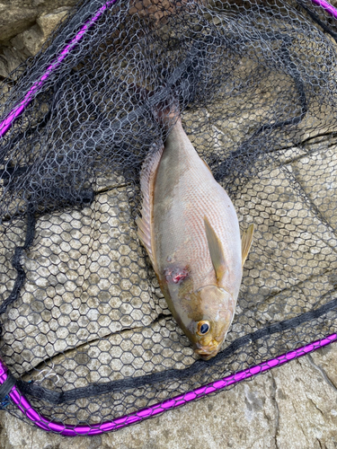 イサキの釣果