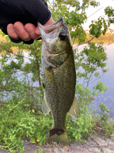 ラージマウスバスの釣果