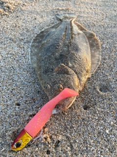 ヒラメの釣果