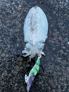 コウイカの釣果
