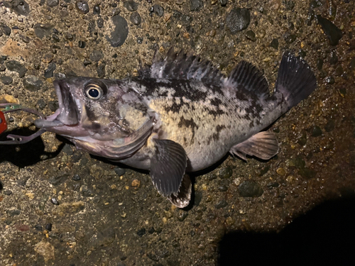 クロソイの釣果