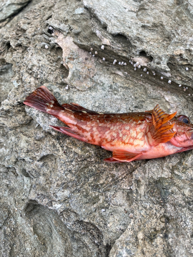 アラカブの釣果