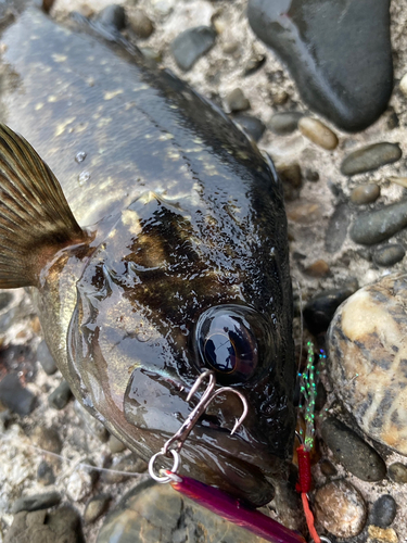 ムラソイの釣果