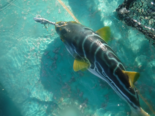 シマフグの釣果