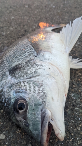 キビレの釣果