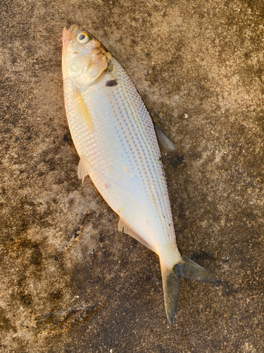 コノシロの釣果