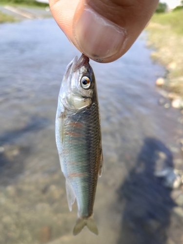 オイカワの釣果