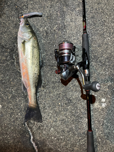 セイゴ（マルスズキ）の釣果