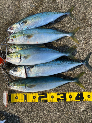 イナダの釣果