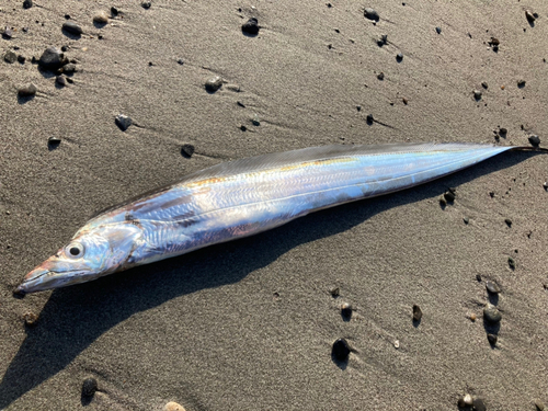 タチウオの釣果