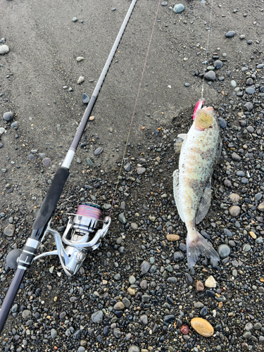 ホッケの釣果