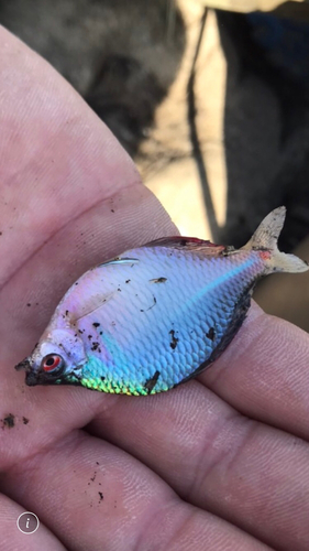 タイリクバラタナゴの釣果