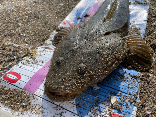 マゴチの釣果