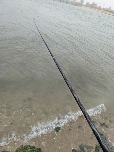 ミナミクロダイの釣果