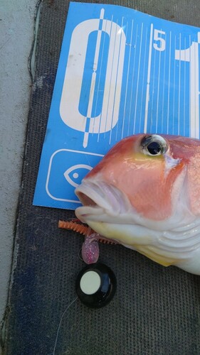 アマダイの釣果