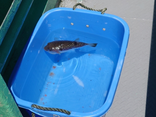 ショウサイフグの釣果