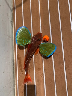 ホウボウの釣果