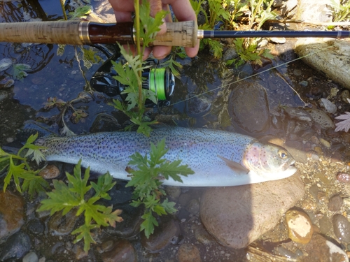 ニジマスの釣果