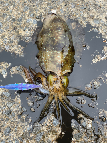 アオリイカの釣果